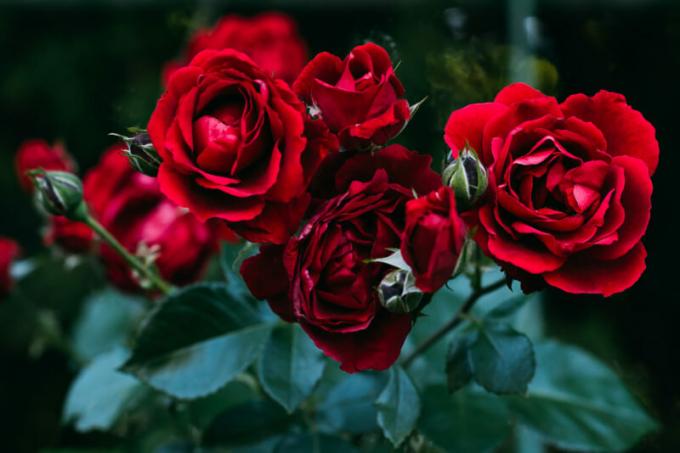 Kuidas säästa roos taimed kevadel - väljaandmise kuupäev. Illustratsioon artikkel kasutatakse standardset litsentsi © ofazende.ru