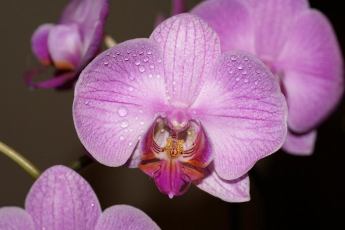 Orhideeköök (45 fotot): isetehtud videojuhised paigaldamiseks, kööginurkade omadused, seda tüüpi peakomplektid, hind, foto