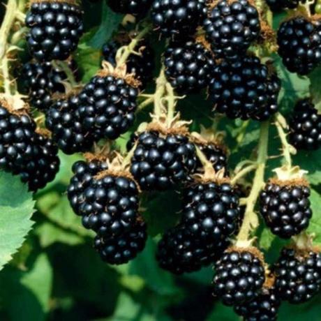 Kuidas kasvatada rikkalikku saaki aed Blackberry