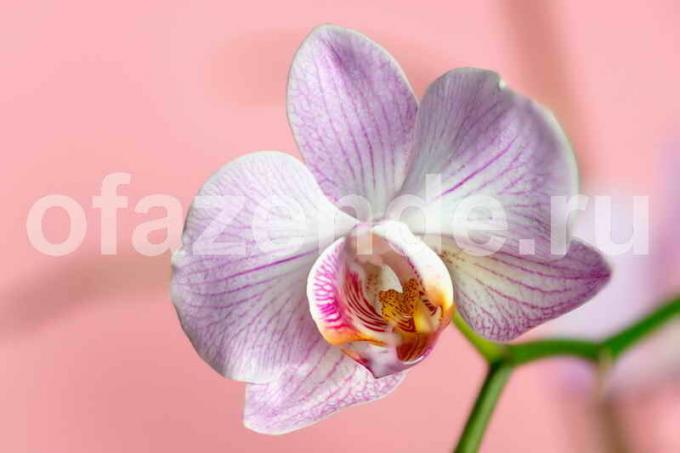 Orchid lill. Illustratsioon artikkel kasutatakse standardset litsentsi © ofazende.ru