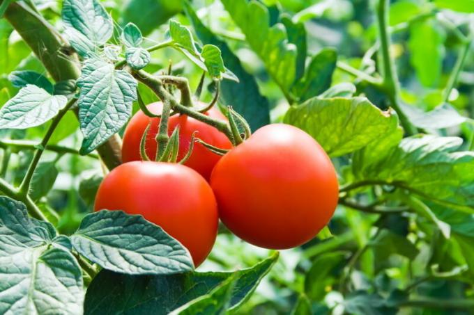 Tomatid ei tohiks istutada pärast maasikad. Illustratsioon artikkel kasutatakse standardset litsentsi © ofazende.ru