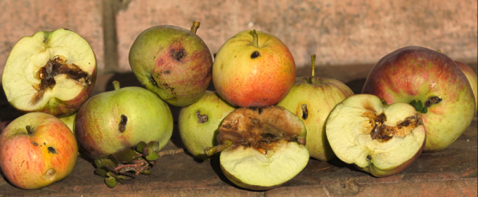 Mida teha sügisel õunapuu vabaneda ööliblikas ilmselt pikka aega (pealt bussis)