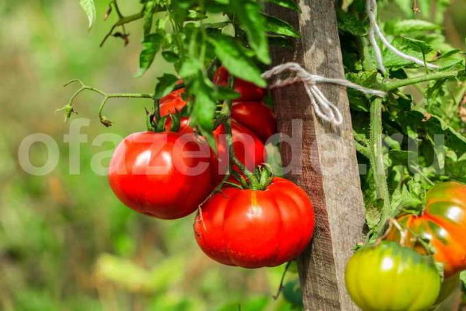 RIPSKUDE tomatid. Illustratsioon artikkel kasutatakse standardset litsentsi © ofazende.ru