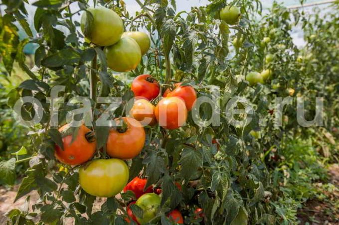 Kasvav tomatid. Illustratsioon artikkel kasutatakse standardset litsentsi © ofazende.ru