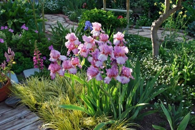 Iris segatud lillepeenar