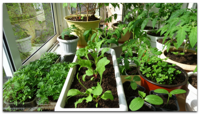 Kuidas istutada seemikud sügisel värvi ja ruumi säästmiseks akendel. Unikaalne kogemus Irina Bogdanova