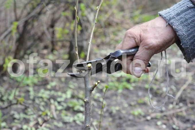 Pookimine õunapuud. Illustratsioon artikkel kasutatakse standardset litsentsi © ofazende.ru