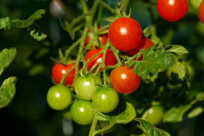 Ümberistutamiseks köögiviljad talveks kodus: potid