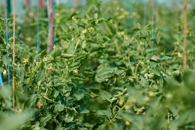 Moodustamine bush tomat kasvuhoones