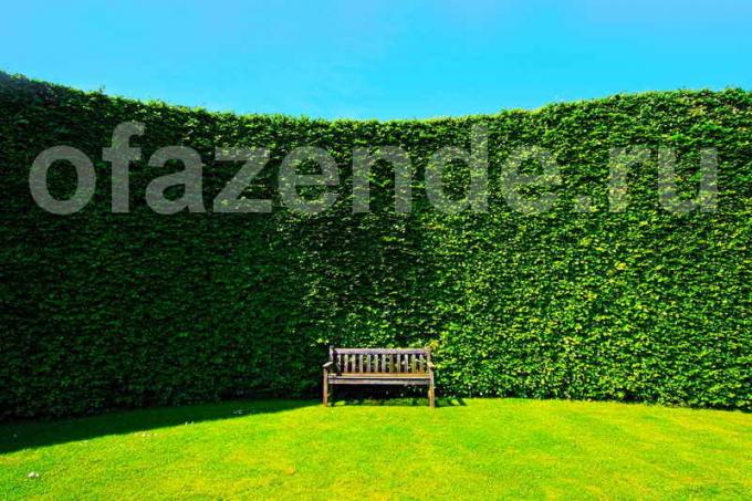 Hedge saidil: Tips aednikud