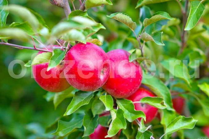 Õunad noor õunapuu. Illustratsioon artikkel kasutatakse standardset litsentsi © ofazende.ru