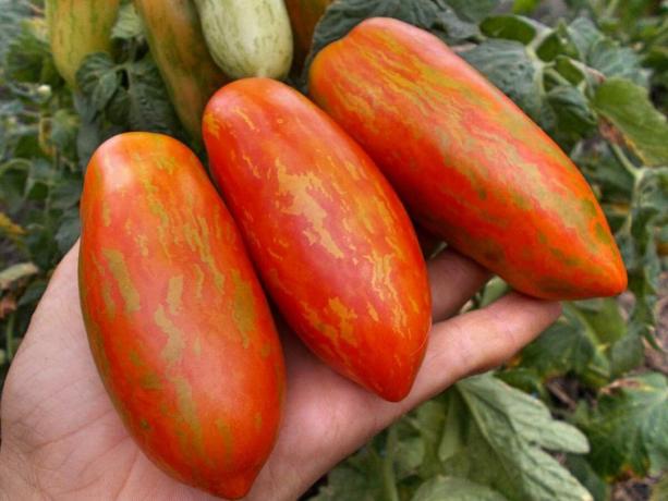 Kolm sorte alguses tomatid, mis on kindlasti üllatab sind oma unikaalsust ja tootlikkuse (osa 4)