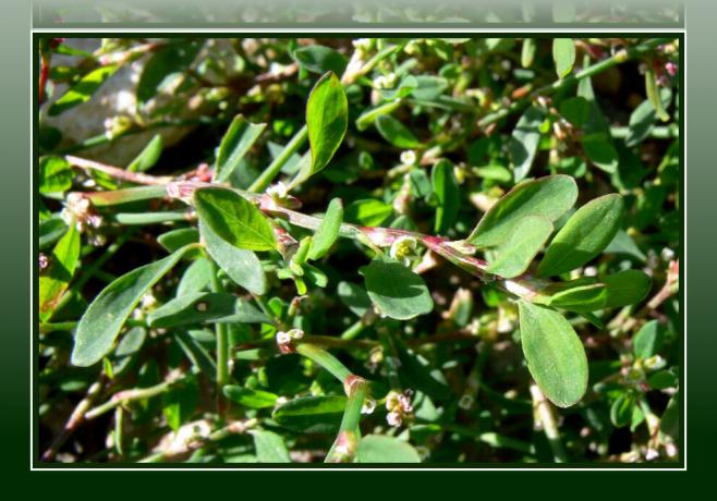 Knotweed - Weed Herb & Natural Healer - tasuta apteek jalgade all