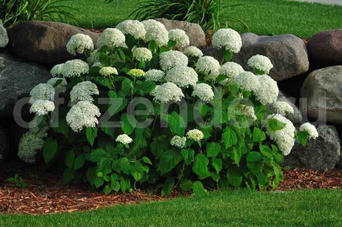 Hortensia bush. Illustratsioon artikkel kasutatakse standardset litsentsi © ofazende.ru