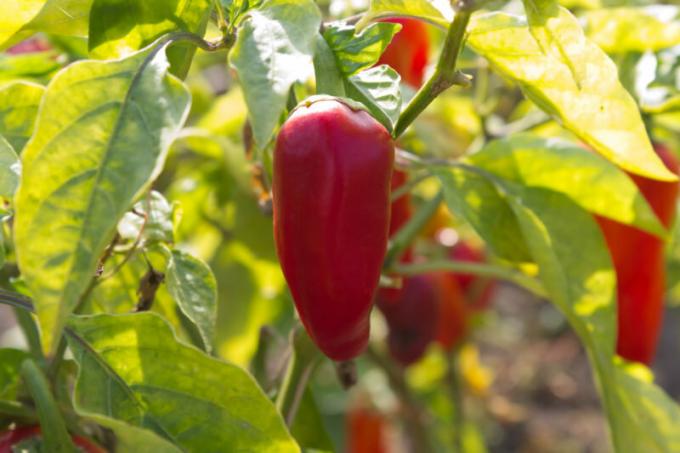 Pepper ei ole valiv kasvutingimustes, kuid ta vajab viljakat pinnast. Illustratsioon artikkel kasutatakse standardset litsentsi © ofazende.com