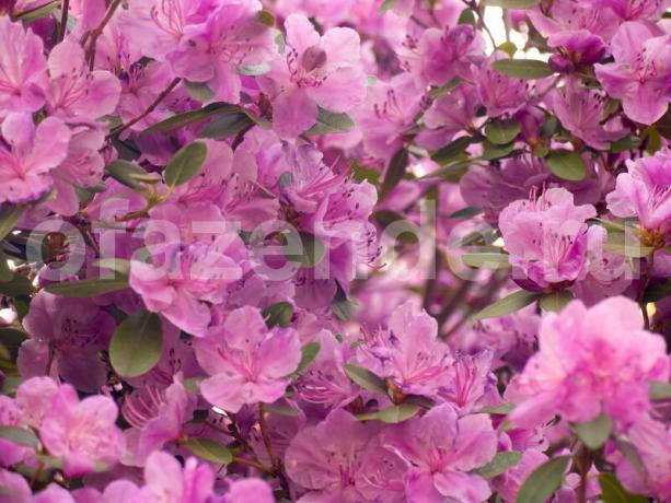 Kasvav rododendronid. Illustratsioon artikkel kasutatakse standardset litsentsi © ofazende.ru