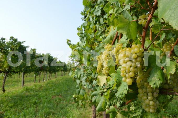 Kasvavad viinamarjad. Illustratsioon artikkel kasutatakse standardset litsentsi © ofazende.ru