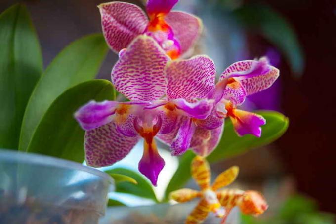 Vesinikperoksiidi - üks parimaid väetiste orhideed