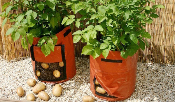 Istutamine kartulid kotid: uus tehnoloogia või ajaraiskamine?