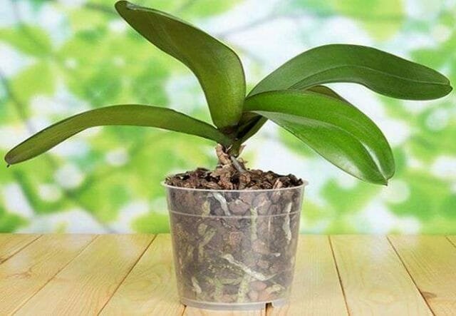 Miks ei õitsevad orhideed ja kuidas veenda teda vabastada uus nool