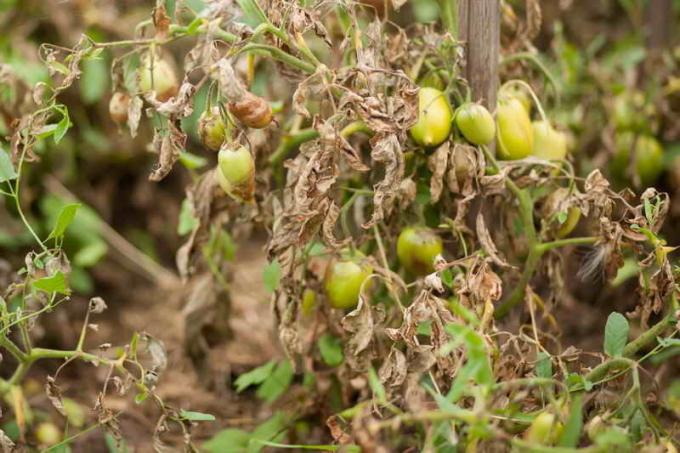 Haigus tomatid kasvuhoones