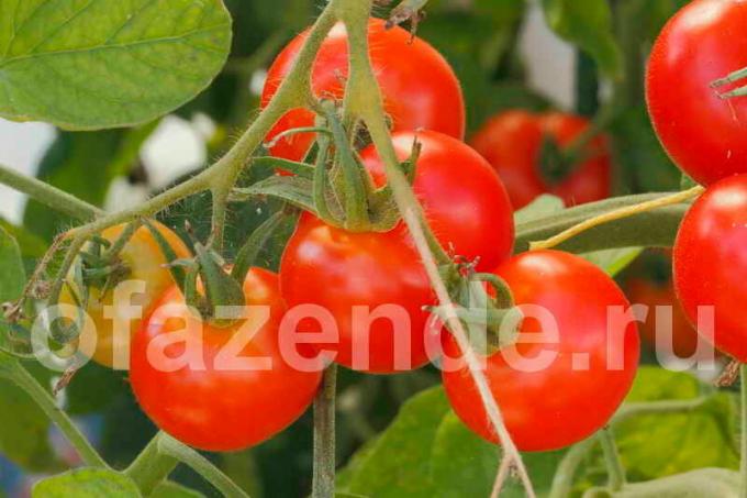 Tomatid filiaal. Illustratsioon artikkel kasutatakse standardset litsentsi © ofazende.ru