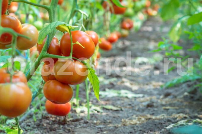 Mida on vaja tomatid augustis-septembris