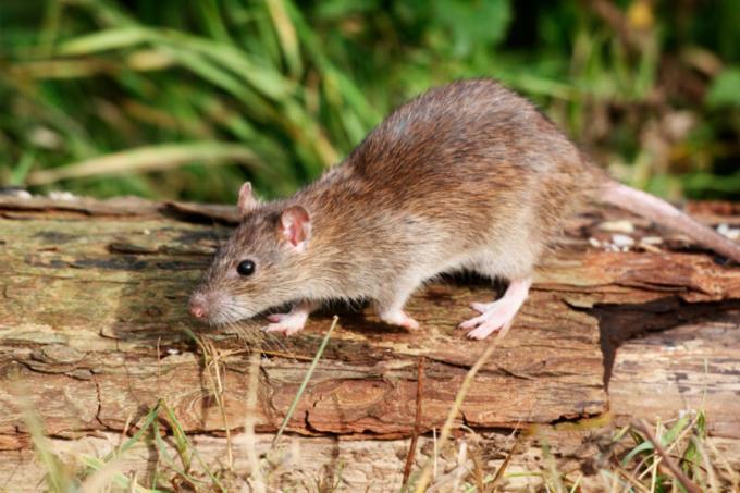 10 ideed, kuidas vabaneda hiired maamajas (ainus tõestatud vahenditega!)