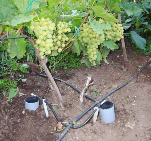 Kuidas kasta viinamarjad saada hea saak