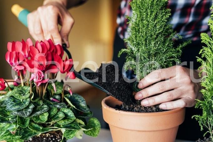 Hoolitse taimed. Illustratsioon artikkel kasutatakse standardset litsentsi © ofazende.ru