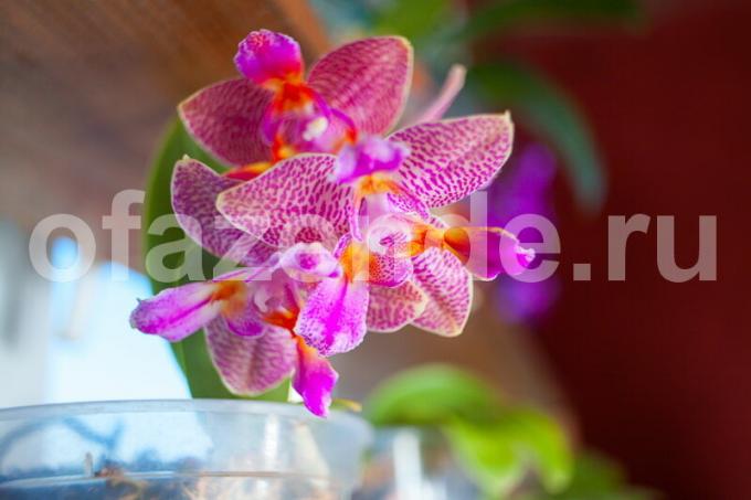 Kasvav orhideed. Illustratsioon artikkel kasutatakse standardset litsentsi © ofazende.ru