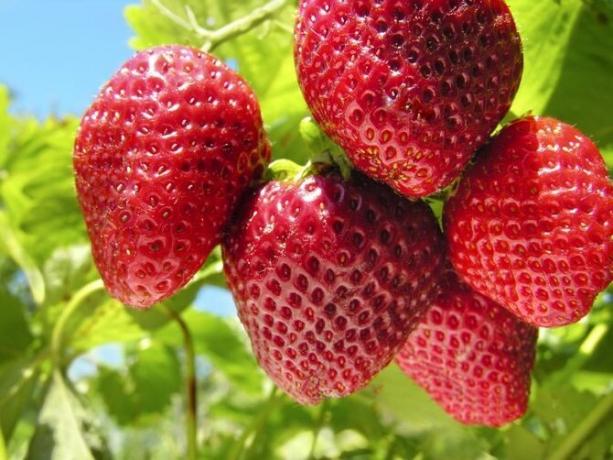 Kuidas hoolitseda maasikad, mis oli hea saagi