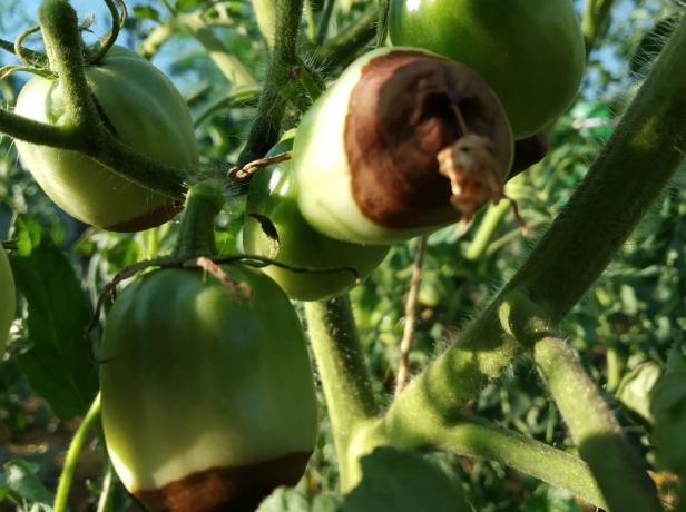 Apical mäda oma tomati? Ära paanitse! Mida teha: Nõuanded kogenud aednik