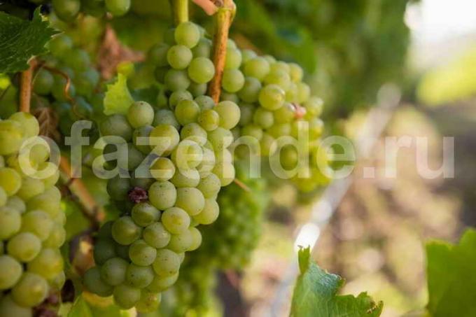 Kasvavad viinamarjad. Illustratsioon artikkel kasutatakse standardset litsentsi © ofazende.ru