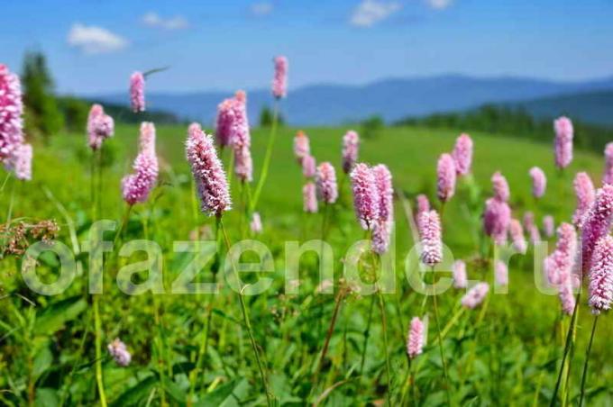 Persicaria