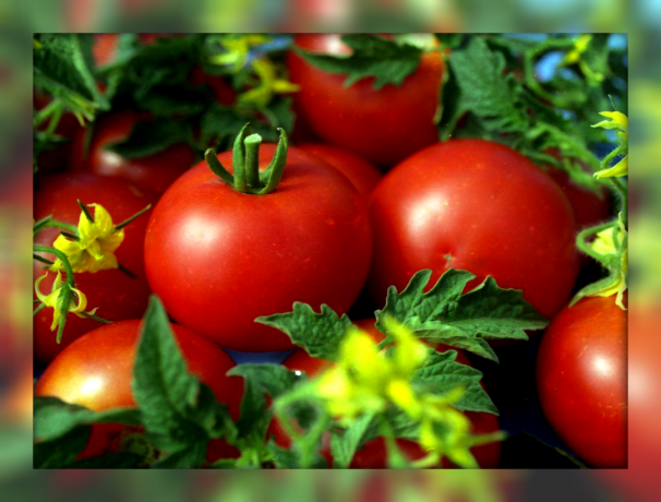 5 parimat saades tagasihoidlik ja suhkruga magus kääbus tomati sordid oma aed