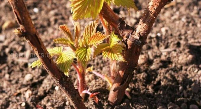 Tekkimist root seemikud on katse kohandada taim on ei ole päris soodsad tingimused. Illustratsioon artikkel kasutatakse standardset litsentsi © ofazende.ru
