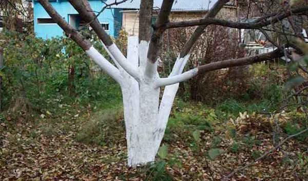 Protseduur, mis aitab viljapuud lihtsam talve üle elada
