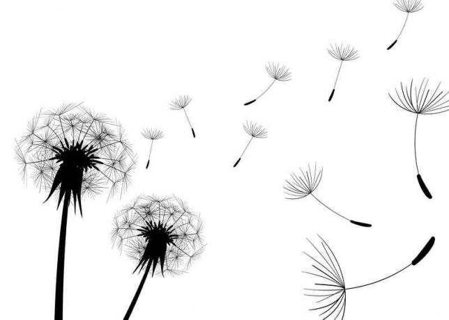 Dandelions. Illustratsioon artikkel kasutatakse standardset litsentsi © ofazende.ru