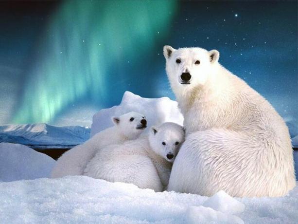 On Svalbard on üle tuhande liigi jääkarud.