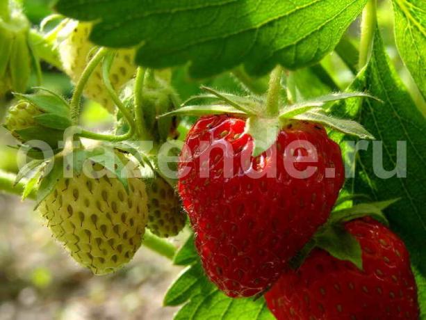 Kasvav maasikad. Illustratsioon artikkel kasutatakse standardset litsentsi © ofazende.ru
