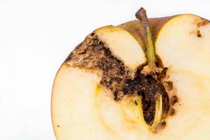 Kuidas kaitsta oma õunapuu alates ognovki ja koi