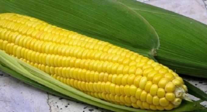 Corn, nagu oleme harjunud nägema seda.