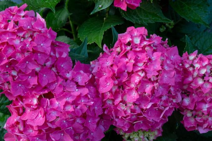 Pink Hortensia. Illustratsioon artikkel kasutatakse standardset litsentsi © ofazende.ru