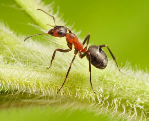 Aed sipelgad ja lehetäid: kuidas need on seotud ja kuidas neist lahti saada