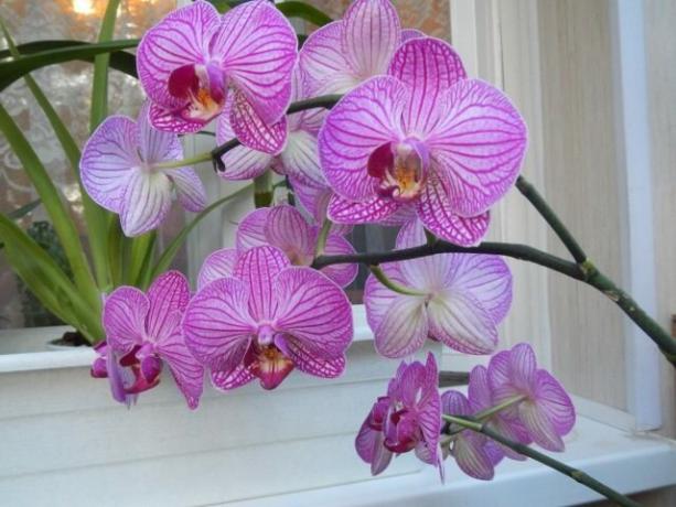 Mida teha viljavarreta orhidee pärast õitsemist, et järgmiseks tulevad kiiremini