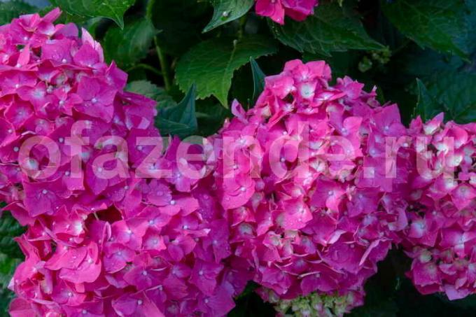 Blooming Hortensia. Illustratsioon artikkel kasutatakse standardset litsentsi © ofazende.ru